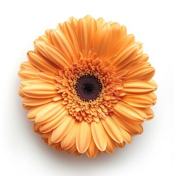 Vibrant orange gerbera daisy bloom