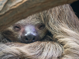 Close-up of a sloth's head behind a branch. © lapis2380