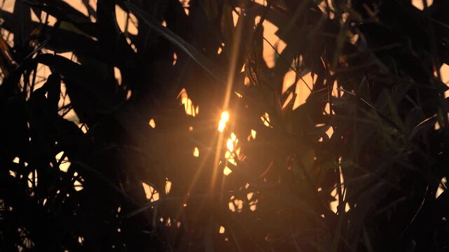 Trick of the light . The rays of the evening sun break through the grassy thickets. Shore scrabs on the shores of the South China Sea