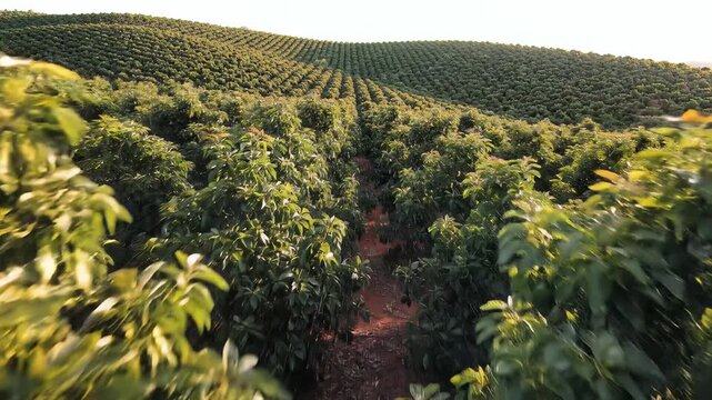 Expansive Avocado Orchard Rows Under Golden Sunlight.