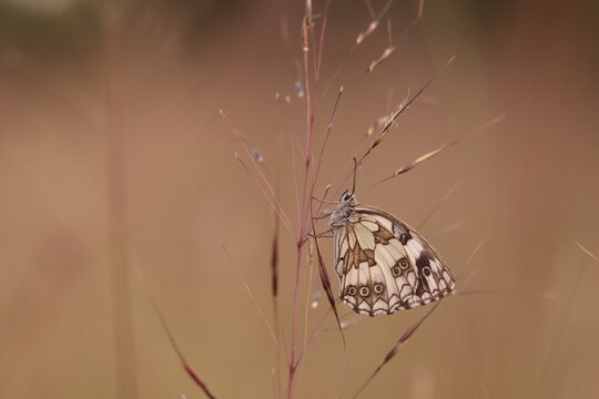 una farfalla galatea al tramonto
