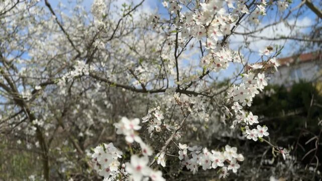 Cherry blossom in sunlight with smooth focus shift between flowers, filmed in 4K on iPhone 16 Pro Max