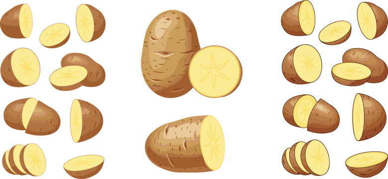 Potato collection vector set with whole and sliced potatoes realistic fresh vegetable illustration isolated on white background for food design