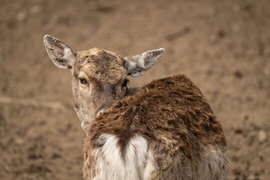 Male Javan rusa deer with shed antlers grooming itself.