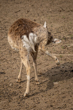 Male Javan rusa deer with shed antlers grooming itself.