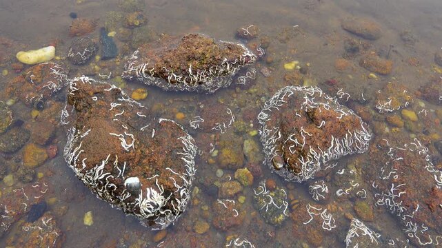 A section of tidal shallow water with rocks and algae like lichens or white nematodes, eelworm. Littoral, tidal zone of the South China Sea. Vietnam. The black worm feeds