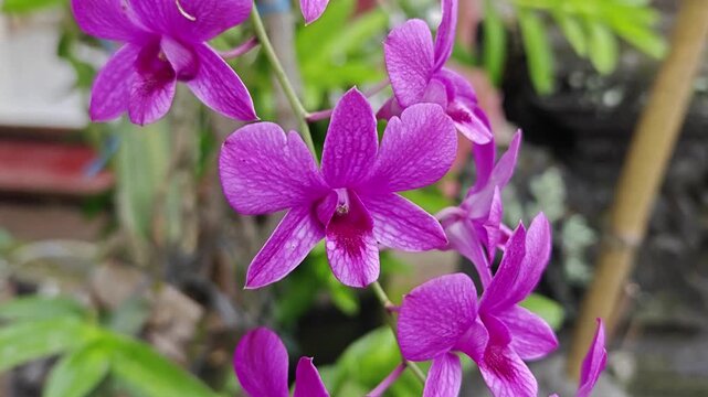 Close Up of Vibrant Purple Dendrobium Orchid Flowers in a Tropical Garden