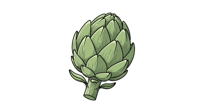 Detailed hand drawn illustration of a fresh green artichoke isolated on a white background showing its layered leaf structure and stem.