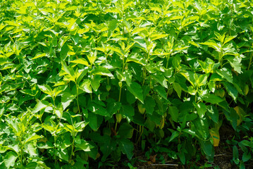 Obraz premium The inflated calyx of Physalis alkekengi protects the fruit in Korea. This unique bladder like structure is a key feature of the perennial herb found in nature sites.