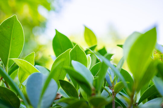 fresh green leaves with beautiful natural sun light and bokeh background nature and wellness concept