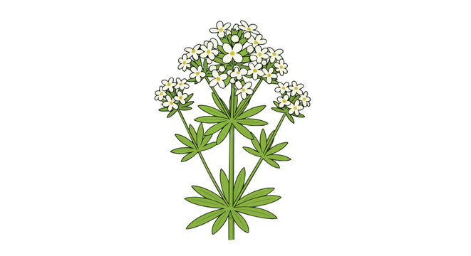 Sweet Woodruff Galium Odoratum Botanical Illustration