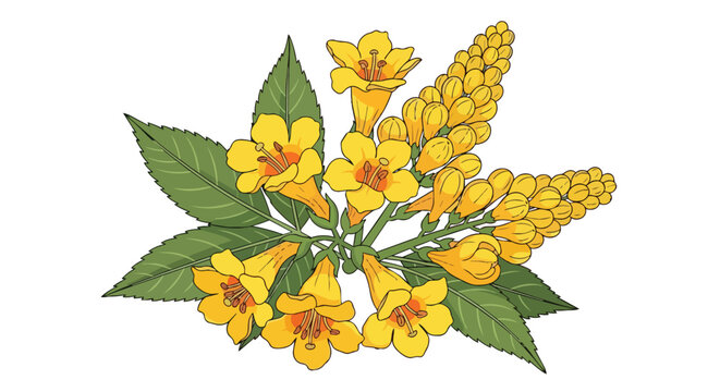 Illustration of Yellow Tecoma Stans Flowers with Green Leaves