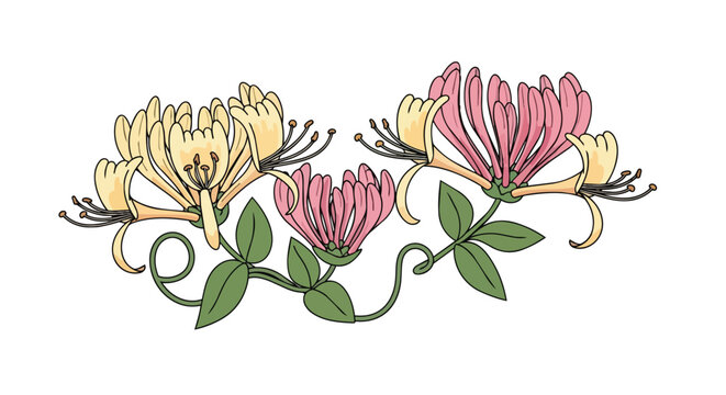 Hand Drawn Honeysuckle Flowers Illustration