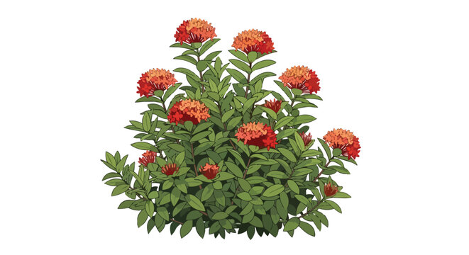 Illustration of a Vibrant Ixora Coccinea Bush with Red Flower Clusters