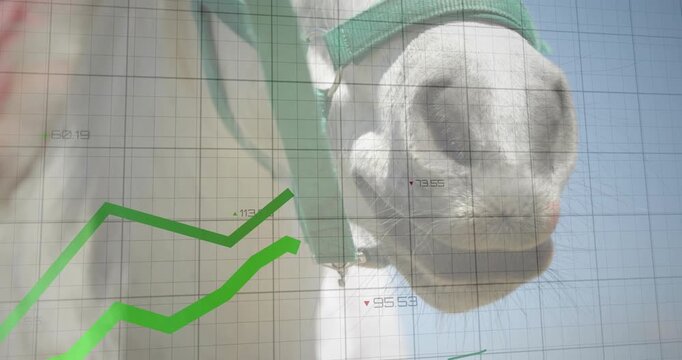 3D render showing white horse muzzle wearing green halter overlaying grid with green graphs