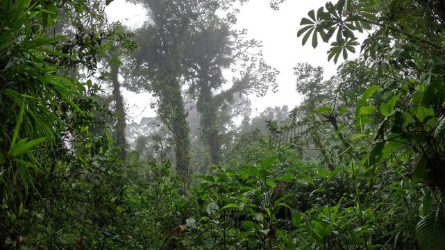 Cinematic travel footage of Monteverde cloud forest with misty trees and layered jungle canopy, tropical nature video Costa Rica