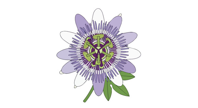 Beautiful Passion Flower Illustration with Detailed Petals and Leaves