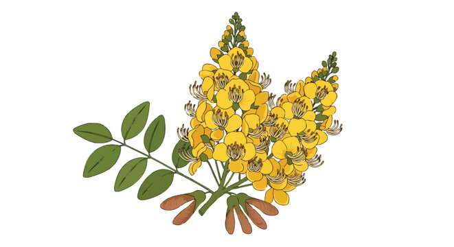 Botanical Illustration of Senna Siamea Yellow Flowers and Green Leaves