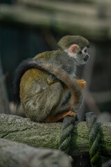 Obraz premium Common squirrel monkey on a branch in an outdoor enclosure.