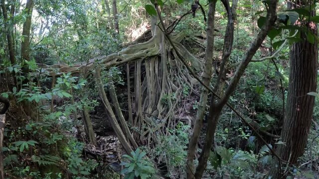 Scenic footage of giant ficus trees with hanging roots in Monteverde Costa Rica, immersive cloud forest nature travel video