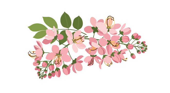 Beautiful Pink Cassia Javanica Flower Branch Illustration