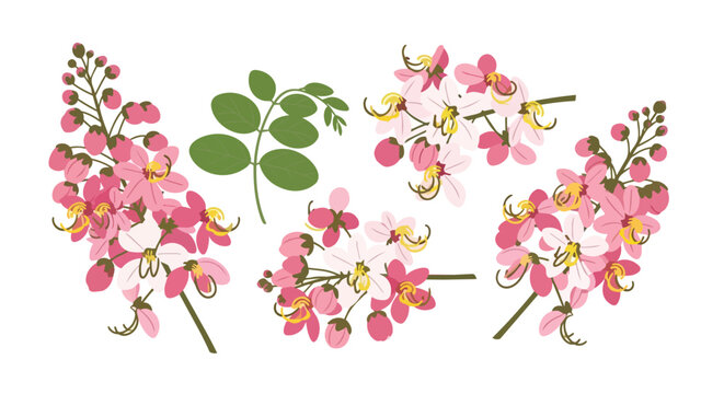 Set of Pink Cassia Javanica Flowers and Green Leaves Illustration