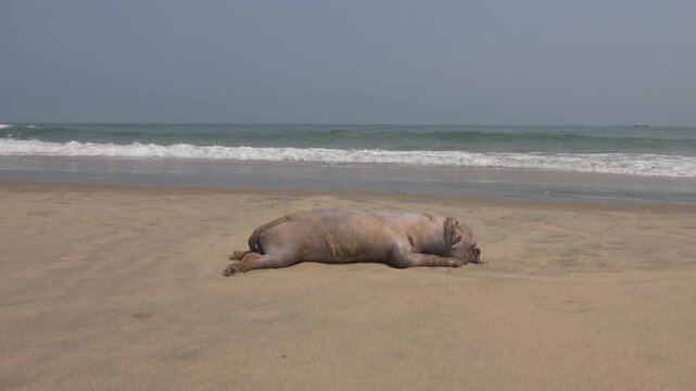 The corpse of a dog that drowned in the South China Sea washed up on a sandy beach. The boxer dog