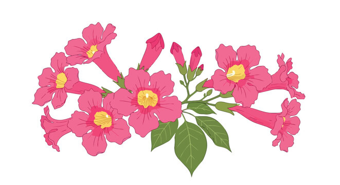 Pink Trumpet Vine Flowers Illustration Isolated on White Background