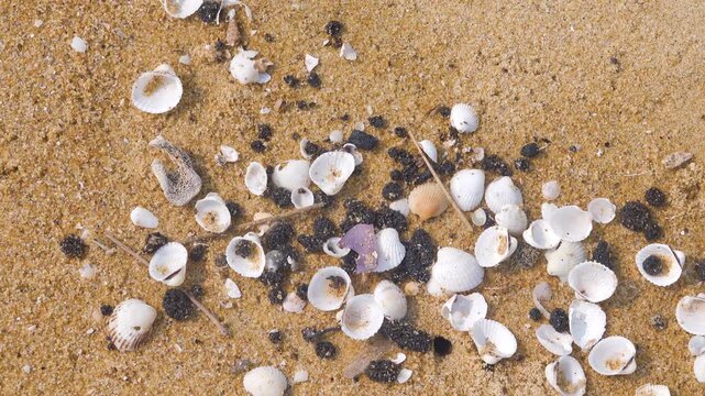 Oil pollution of sea and coast. Floating clot of fuel oil bring toxin to other parts of sea, secondary pollution. Sandy seashell beach attacked by fuel. South China Sea