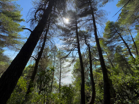 Lush pine forest overlooking the turquoise sea under bright sunshine