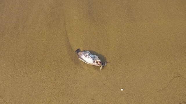 Dead tilapia on the shore of the South China Sea