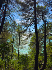 Obraz premium Lush pine forest overlooking the turquoise sea under bright sunshine
