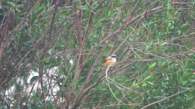 Rufous-backed Shrike (Lanius schach schach) in Vietnam, rainy season