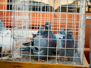 Obraz premium Discover the lively atmosphere of a bird market featuring various pigeons in cages. Watch these unique birds interact as the sun shines down on the market.