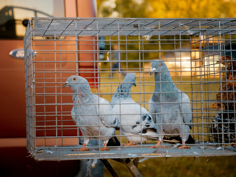 Colorful pigeons are seen in cages at a vibrant bird market. Different breeds are on display, attracting attention from visitors and buyers.