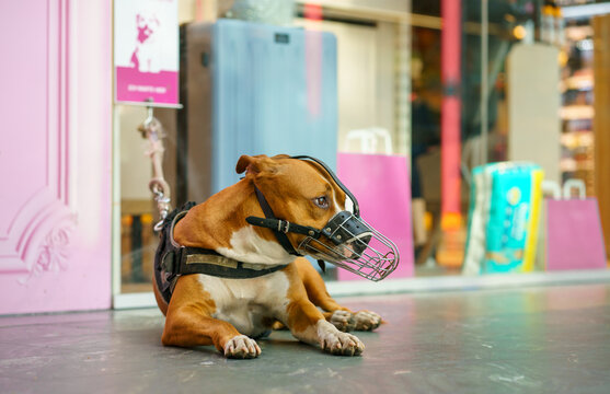 Brown pit bull type dog wearing muzzle resting on pavement near shop window, urban pet life, safety equipment, calm outdoor behavior, city scene