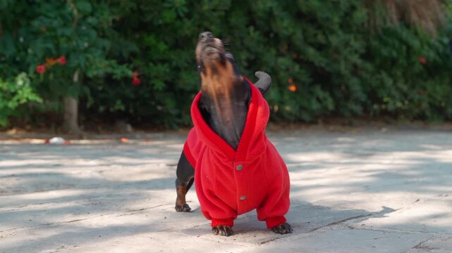 Black dachshund dog dressed in a red devil hoodie costume tossing head back while chewing and licking on a sunny outdoor, Halloween pet humor, mischievous animal character, playful devil concept