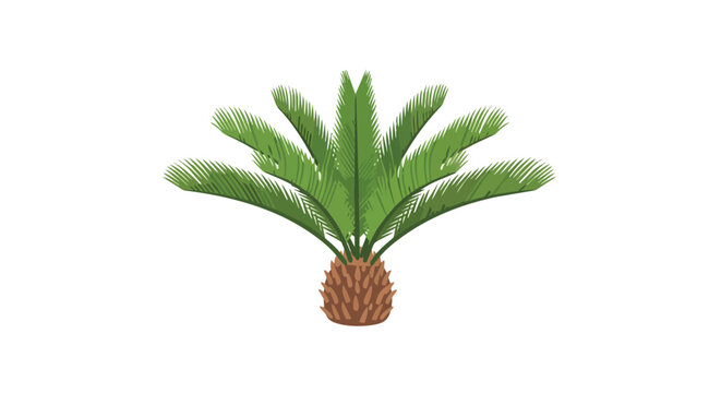 Sago Palm Cycas Revoluta Isolated on White Background