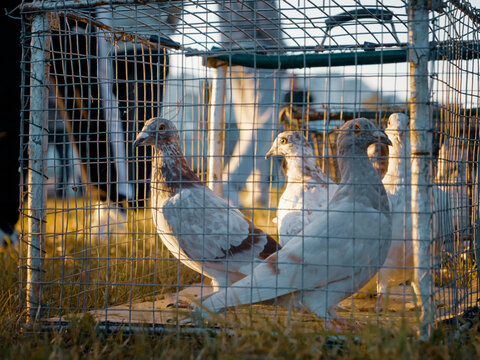 Watch as colorful pigeons are sold in cages at a lively bird and animal market. The bustling atmosphere showcases various birds and vendors interacting.