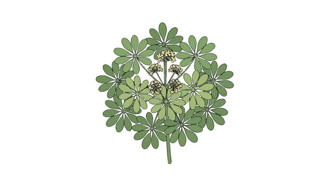 Stylized Botanical Illustration of a Schefflera Plant with Green Foliage