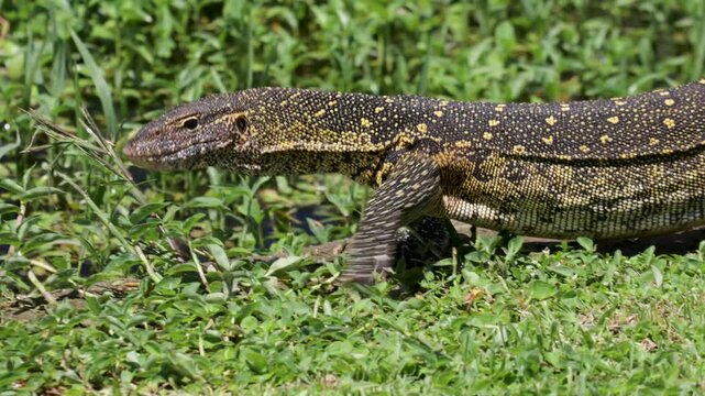 Nile monitor lizard moving through grass in African wildlife