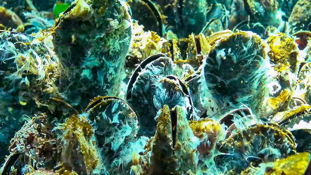 Marine fungi and bacterial aggregates in the form of white filamentous structures