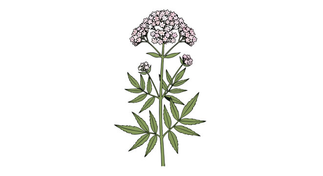 Botanical Illustration of Valerian Medicinal Herb Plant