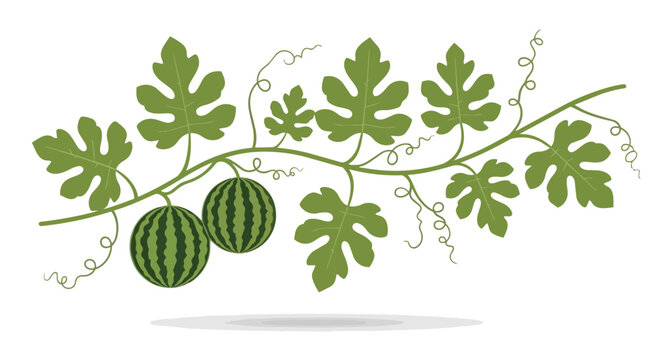 Watermelon Vine with Two Ripe Melons and Green Leaves Illustration