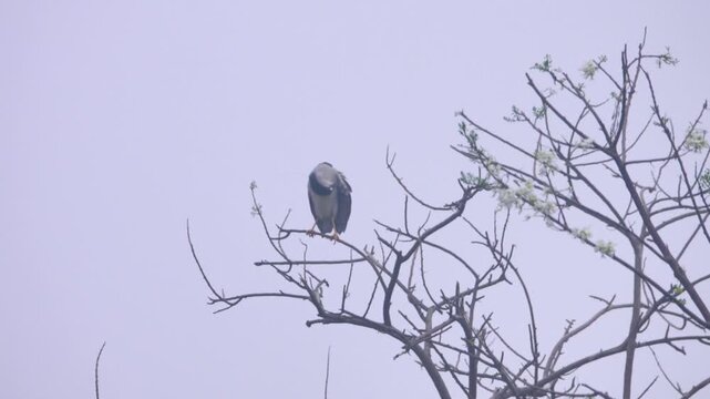 A colony of night heron (Nycticorax nycticorax) on the shore of the South China Sea. Monsoon season, January, Year-round breeding of birds in the tropics. Adult bird near colony