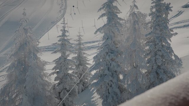 Majestic snow-covered trees in Zillertal, creating a serene winter landscape. Perfect for travel and nature documentaries.