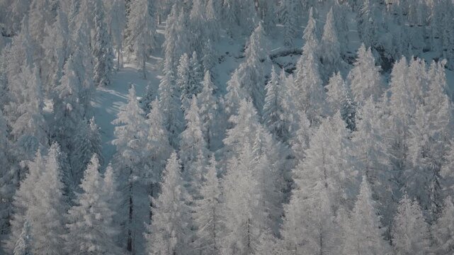 Majestic snow-covered forest in Zillertal. Perfect for winter landscape projects showcasing serene nature.