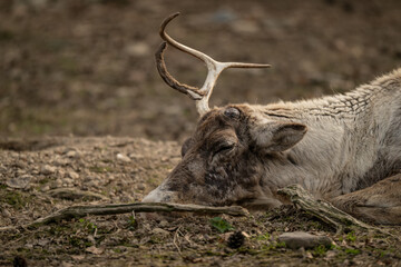 Male reindeer with a single antler remaining. © lapis2380