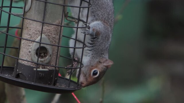 A Grey Squirrel, Sciurus carolinensis, on a hanging bird feeder. Spring. UK