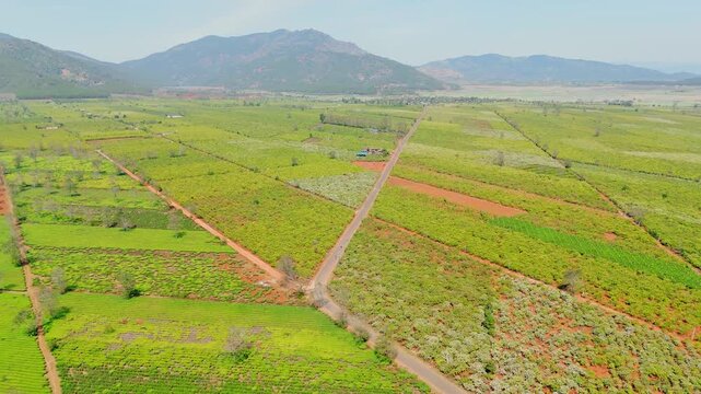 Aerial drone view of Pleiku in Gia Lai showing green tea plantations, red basalt soil fields, intersecting dirt roads, and distant mountains forming scenic landscape